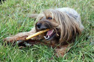 dientes perro
