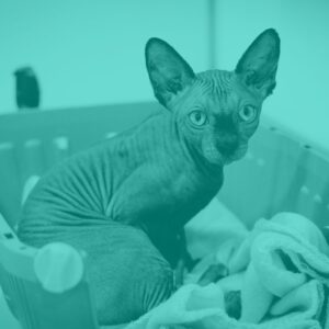 Medicina felina