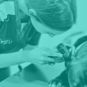 Consulta veterinaria